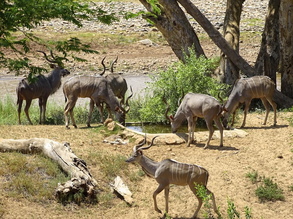 Emhosheni River Naturschutzgebiet Balule
