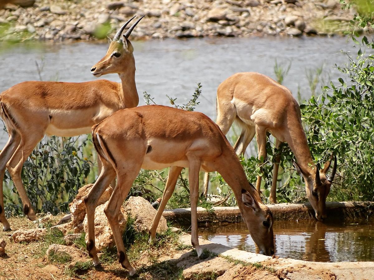 Emhosheni River Lodge *