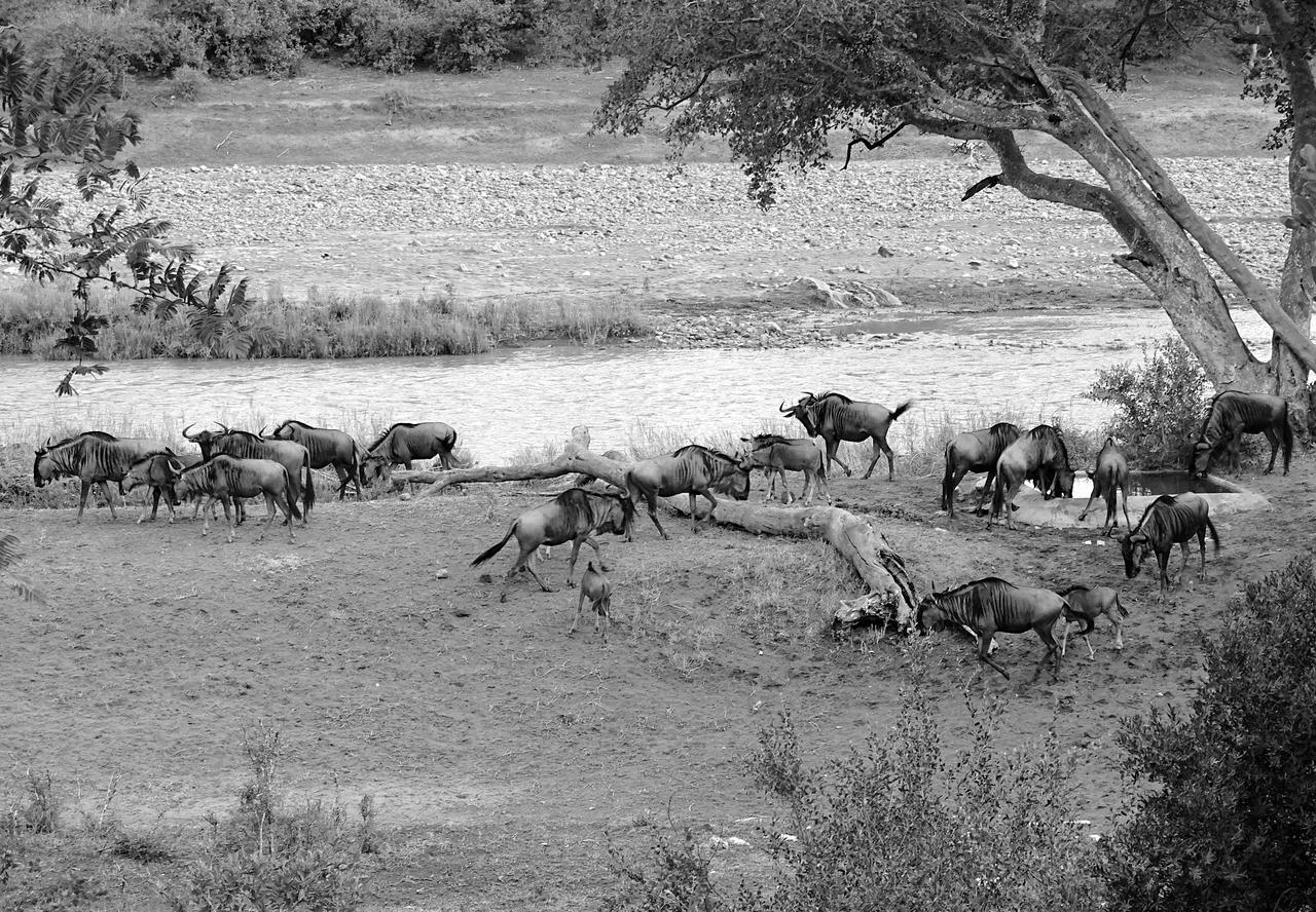 Lodge Emhosheni River *